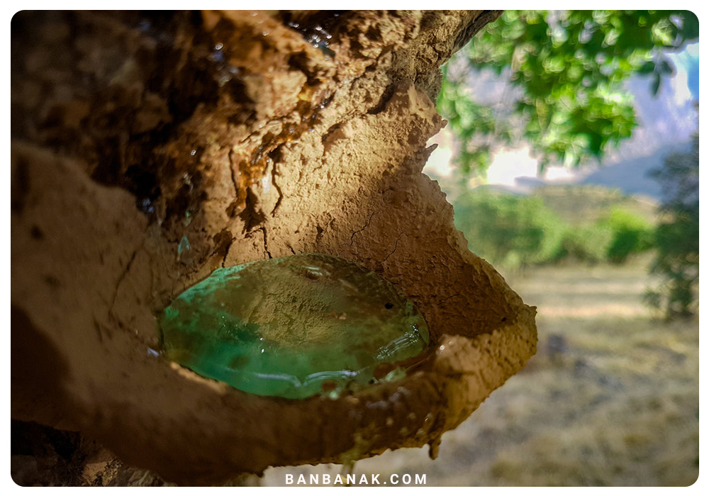 لبان طبيعي- علكة طبيعي- مستكة طبيعية
natural chewing gum