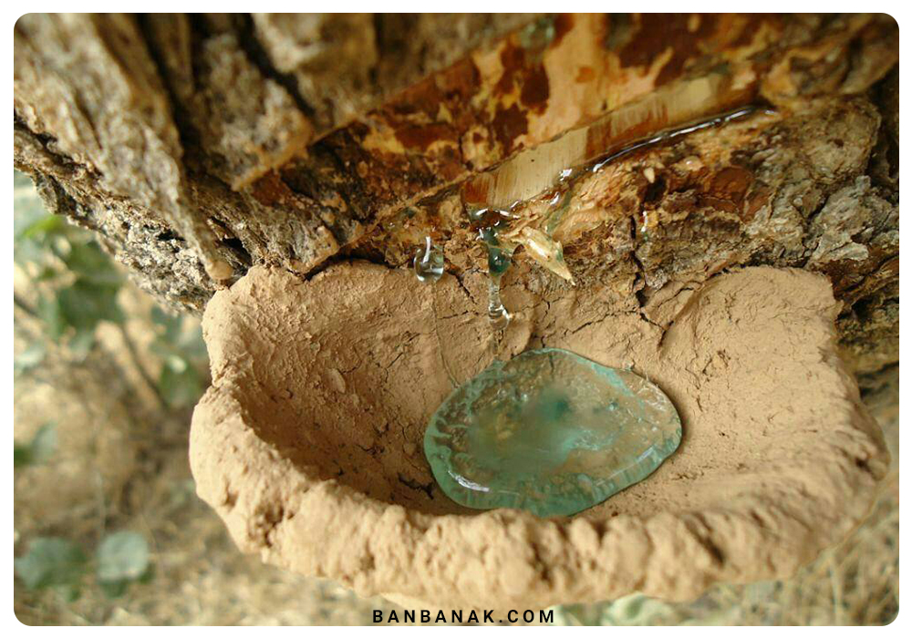 سقز طبیعی